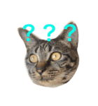 キジ猫 ミミちゃんの日常（個別スタンプ：12）