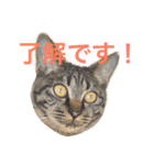 キジ猫 ミミちゃんの日常（個別スタンプ：13）