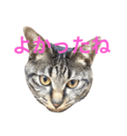 キジ猫 ミミちゃんの日常（個別スタンプ：15）