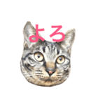 キジ猫 ミミちゃんの日常（個別スタンプ：16）