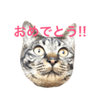 キジ猫 ミミちゃんの日常（個別スタンプ：17）