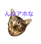 キジ猫 ミミちゃんの日常（個別スタンプ：18）