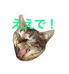 キジ猫 ミミちゃんの日常（個別スタンプ：19）
