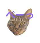 キジ猫 ミミちゃんの日常（個別スタンプ：20）