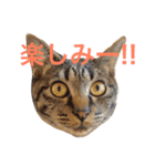 キジ猫 ミミちゃんの日常（個別スタンプ：21）