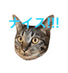 キジ猫 ミミちゃんの日常（個別スタンプ：22）