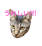 キジ猫 ミミちゃんの日常（個別スタンプ：23）