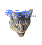 キジ猫 ミミちゃんの日常（個別スタンプ：24）