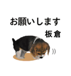 板倉さん用の名前スタンプ・子犬イラスト（個別スタンプ：1）