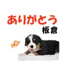 板倉さん用の名前スタンプ・子犬イラスト（個別スタンプ：3）