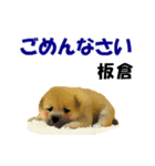 板倉さん用の名前スタンプ・子犬イラスト（個別スタンプ：9）