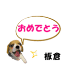 板倉さん用の名前スタンプ・子犬イラスト（個別スタンプ：16）