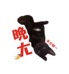 Black cat YAN（個別スタンプ：4）