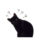 Black cat YAN（個別スタンプ：7）