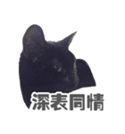 Black cat YAN（個別スタンプ：9）