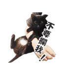 Black cat YAN（個別スタンプ：14）