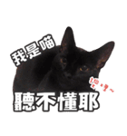 Black cat YAN（個別スタンプ：16）