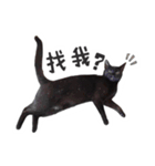 Black cat YAN（個別スタンプ：17）
