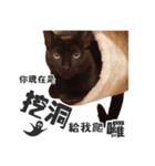 Black cat YAN（個別スタンプ：21）