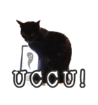Black cat YAN（個別スタンプ：23）