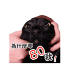 Black cat YAN（個別スタンプ：24）