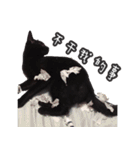 Black cat YAN（個別スタンプ：26）