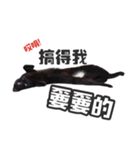 Black cat YAN（個別スタンプ：27）