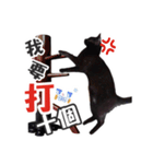 Black cat YAN（個別スタンプ：38）