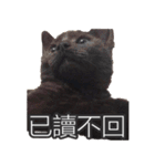Black cat YAN（個別スタンプ：39）