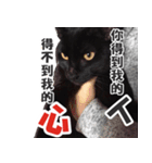 Black cat YAN（個別スタンプ：40）
