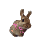 うさぎのメル（個別スタンプ：4）