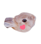 うさぎのメル（個別スタンプ：7）
