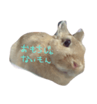 うさぎのメル（個別スタンプ：8）