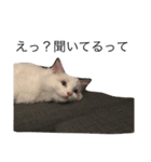 悟り猫（個別スタンプ：3）