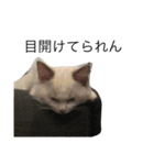 悟り猫（個別スタンプ：4）