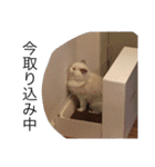 悟り猫（個別スタンプ：11）