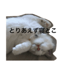 悟り猫（個別スタンプ：13）