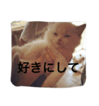 悟り猫（個別スタンプ：14）