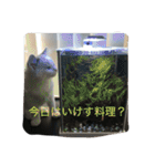悟り猫（個別スタンプ：15）