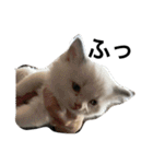 悟り猫（個別スタンプ：16）