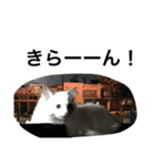 悟り猫（個別スタンプ：17）