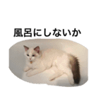 悟り猫（個別スタンプ：20）