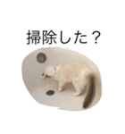 悟り猫（個別スタンプ：21）