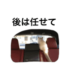 悟り猫（個別スタンプ：22）