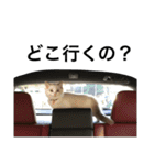 悟り猫（個別スタンプ：23）