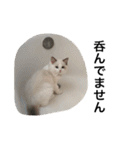 悟り猫（個別スタンプ：24）