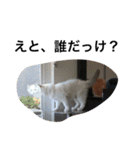 悟り猫（個別スタンプ：28）