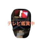 悟り猫（個別スタンプ：32）