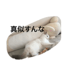 悟り猫（個別スタンプ：33）