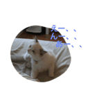 悟り猫（個別スタンプ：34）